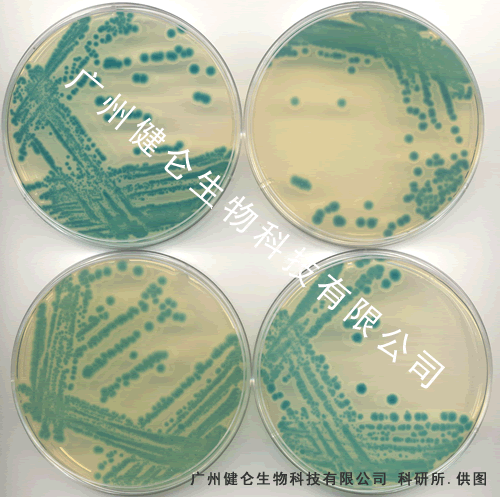 單增李斯特菌診斷血清12瓶套裝【日本生研】
